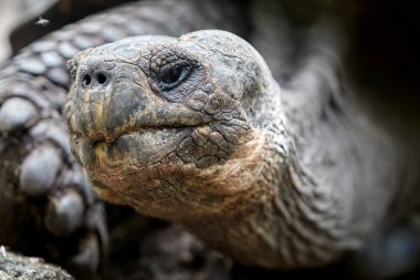 Galapagos kaplumbağası, Galapagos Adaları 'nın en ikonik türlerinden biridir. Bu nazik devler 450 kilonun üzerinde olabilirler ve 100 yıldan fazla yaşayabilirler, hatta bazıları 150 ya da daha fazla yaşarlar.. 