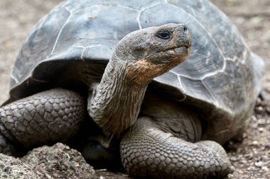 Galapagos kaplumbağası, Galapagos Adaları 'nın en ikonik türlerinden biridir. Bu nazik devler 450 kilonun üzerinde olabilirler ve 100 yıldan fazla yaşayabilirler, hatta bazıları 150 ya da daha fazla yaşarlar.. 