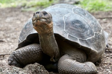 Galapagos kaplumbağası, Galapagos Adaları 'nın en ikonik türlerinden biridir. Bu nazik devler 450 kilonun üzerinde olabilirler ve 100 yıldan fazla yaşayabilirler, hatta bazıları 150 ya da daha fazla yaşarlar.. 
