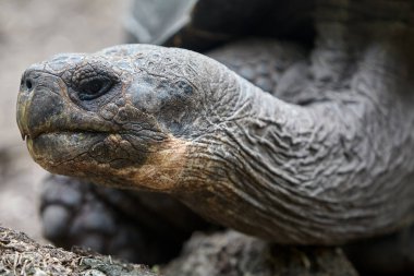 Galapagos kaplumbağası, Galapagos Adaları 'nın en ikonik türlerinden biridir. Bu nazik devler 450 kilonun üzerinde olabilirler ve 100 yıldan fazla yaşayabilirler, hatta bazıları 150 ya da daha fazla yaşarlar.. 