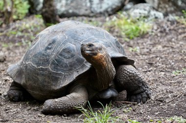 Galapagos kaplumbağası, Galapagos Adaları 'nın en ikonik türlerinden biridir. Bu nazik devler 450 kilonun üzerinde olabilirler ve 100 yıldan fazla yaşayabilirler, hatta bazıları 150 ya da daha fazla yaşarlar.. 
