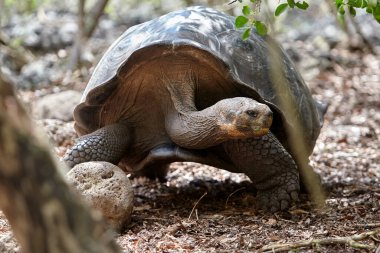 Galapagos kaplumbağası, Galapagos Adaları 'nın en ikonik türlerinden biridir. Bu nazik devler 450 kilonun üzerinde olabilirler ve 100 yıldan fazla yaşayabilirler, hatta bazıları 150 ya da daha fazla yaşarlar.. 