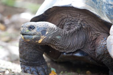Galapagos kaplumbağası, Galapagos Adaları 'nın en ikonik türlerinden biridir. Bu nazik devler 450 kilonun üzerinde olabilirler ve 100 yıldan fazla yaşayabilirler, hatta bazıları 150 ya da daha fazla yaşarlar.. 