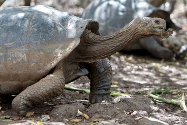 Galapagos kaplumbağası, Galapagos Adaları 'nın en ikonik türlerinden biridir. Bu nazik devler 450 kilonun üzerinde olabilirler ve 100 yıldan fazla yaşayabilirler, hatta bazıları 150 ya da daha fazla yaşarlar.. 