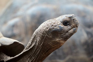 Galapagos kaplumbağası, Galapagos Adaları 'nın en ikonik türlerinden biridir. Bu nazik devler 450 kilonun üzerinde olabilirler ve 100 yıldan fazla yaşayabilirler, hatta bazıları 150 ya da daha fazla yaşarlar.. 