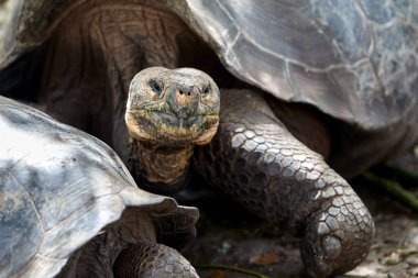Galapagos kaplumbağası, Galapagos Adaları 'nın en ikonik türlerinden biridir. Bu nazik devler 450 kilonun üzerinde olabilirler ve 100 yıldan fazla yaşayabilirler, hatta bazıları 150 ya da daha fazla yaşarlar.. 