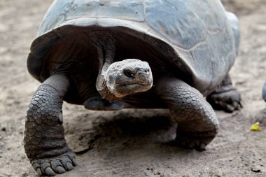 Galapagos kaplumbağası, Galapagos Adaları 'nın en ikonik türlerinden biridir. Bu nazik devler 450 kilonun üzerinde olabilirler ve 100 yıldan fazla yaşayabilirler, hatta bazıları 150 ya da daha fazla yaşarlar.. 