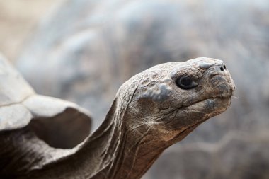 Galapagos kaplumbağası, Galapagos Adaları 'nın en ikonik türlerinden biridir. Bu nazik devler 450 kilonun üzerinde olabilirler ve 100 yıldan fazla yaşayabilirler, hatta bazıları 150 ya da daha fazla yaşarlar.. 