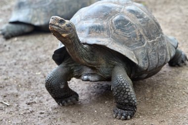 Galapagos kaplumbağası, Galapagos Adaları 'nın en ikonik türlerinden biridir. Bu nazik devler 450 kilonun üzerinde olabilirler ve 100 yıldan fazla yaşayabilirler, hatta bazıları 150 ya da daha fazla yaşarlar.. 