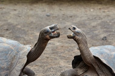 Galapagos kaplumbağası, Galapagos Adaları 'nın en ikonik türlerinden biridir. Bu nazik devler 450 kilonun üzerinde olabilirler ve 100 yıldan fazla yaşayabilirler, hatta bazıları 150 ya da daha fazla yaşarlar.. 