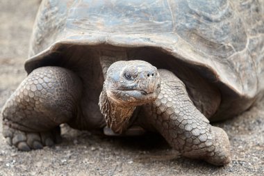 Galapagos kaplumbağası, Galapagos Adaları 'nın en ikonik türlerinden biridir. Bu nazik devler 450 kilonun üzerinde olabilirler ve 100 yıldan fazla yaşayabilirler, hatta bazıları 150 ya da daha fazla yaşarlar.. 
