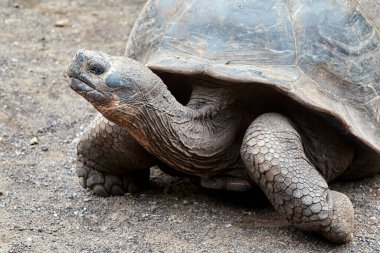 Galapagos kaplumbağası, Galapagos Adaları 'nın en ikonik türlerinden biridir. Bu nazik devler 450 kilonun üzerinde olabilirler ve 100 yıldan fazla yaşayabilirler, hatta bazıları 150 ya da daha fazla yaşarlar.. 
