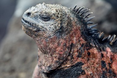 Galapagos Adaları 'nın deniz iguanası olağanüstü ve benzersiz bir türdür. Okyanustaki hayata adapte olmuş dünyadaki tek kertenkeledir. Bu sürüngenler öncelikle yosunlarla beslenmek için evrimleşmişlerdir. Deniz bitkileriyle beslenmek için su altına dalarlar.