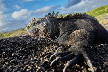 Galapagos Adaları 'nın deniz iguanası olağanüstü ve benzersiz bir türdür. Okyanustaki hayata adapte olmuş dünyadaki tek kertenkeledir. Bu sürüngenler öncelikle yosunlarla beslenmek için evrimleşmişlerdir. Deniz bitkileriyle beslenmek için su altına dalarlar.