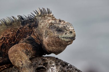 Galapagos Adaları 'nın deniz iguanası olağanüstü ve benzersiz bir türdür. Okyanustaki hayata adapte olmuş dünyadaki tek kertenkeledir. Bu sürüngenler öncelikle yosunlarla beslenmek için evrimleşmişlerdir. Deniz bitkileriyle beslenmek için su altına dalarlar.