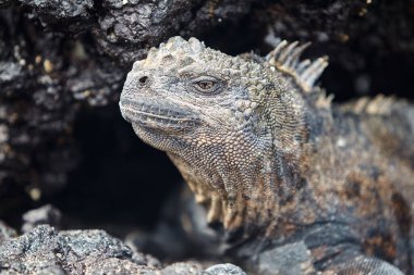 Galapagos Adaları 'nın deniz iguanası olağanüstü ve benzersiz bir türdür. Okyanustaki hayata adapte olmuş dünyadaki tek kertenkeledir. Bu sürüngenler öncelikle yosunlarla beslenmek için evrimleşmişlerdir. Deniz bitkileriyle beslenmek için su altına dalarlar.