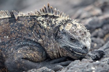Galapagos Adaları 'nın deniz iguanası olağanüstü ve benzersiz bir türdür. Okyanustaki hayata adapte olmuş dünyadaki tek kertenkeledir. Bu sürüngenler öncelikle yosunlarla beslenmek için evrimleşmişlerdir. Deniz bitkileriyle beslenmek için su altına dalarlar.
