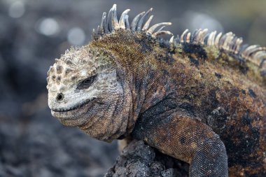 Galapagos Adaları 'nın deniz iguanası olağanüstü ve benzersiz bir türdür. Okyanustaki hayata adapte olmuş dünyadaki tek kertenkeledir. Bu sürüngenler öncelikle yosunlarla beslenmek için evrimleşmişlerdir. Deniz bitkileriyle beslenmek için su altına dalarlar.