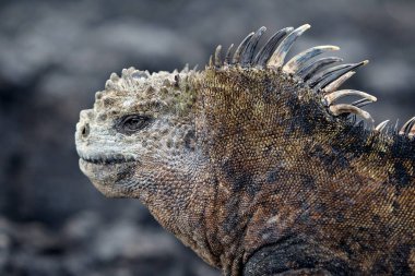 Galapagos Adaları 'nın deniz iguanası olağanüstü ve benzersiz bir türdür. Okyanustaki hayata adapte olmuş dünyadaki tek kertenkeledir. Bu sürüngenler öncelikle yosunlarla beslenmek için evrimleşmişlerdir. Deniz bitkileriyle beslenmek için su altına dalarlar.
