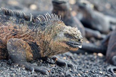 Galapagos Adaları 'nın deniz iguanası olağanüstü ve benzersiz bir türdür. Okyanustaki hayata adapte olmuş dünyadaki tek kertenkeledir. Bu sürüngenler öncelikle yosunlarla beslenmek için evrimleşmişlerdir. Deniz bitkileriyle beslenmek için su altına dalarlar.