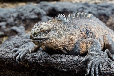 The marine iguana of the Galapagos Islands is a remarkable and unique species, the only lizard in the world that has adapted to life in the ocean. These reptiles have evolved to feed primarily on algae, diving underwater to graze on marine vegetation clipart