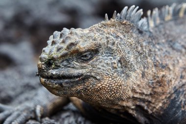 Galapagos Adaları 'nın deniz iguanası olağanüstü ve benzersiz bir türdür. Okyanustaki hayata adapte olmuş dünyadaki tek kertenkeledir. Bu sürüngenler öncelikle yosunlarla beslenmek için evrimleşmişlerdir. Deniz bitkileriyle beslenmek için su altına dalarlar.