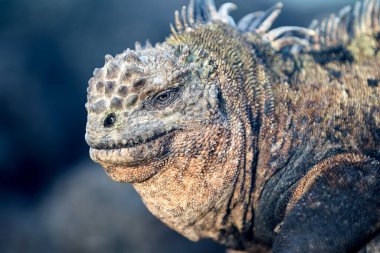 Galapagos Adaları 'nın deniz iguanası olağanüstü ve benzersiz bir türdür. Okyanustaki hayata adapte olmuş dünyadaki tek kertenkeledir. Bu sürüngenler öncelikle yosunlarla beslenmek için evrimleşmişlerdir. Deniz bitkileriyle beslenmek için su altına dalarlar.