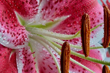 Doğulu zambaklar, büyük, güzel kokulu çiçekleri ve canlı renkleriyle tanınan çarpıcı çiçeklerdir. Narin, pembe ya da beyaz bir zambak hayal edin.,
