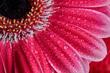 Kırmızı bir papatya canlı ve çarpıcıdır. Zengin, koyu kırmızı yaprakları olan bir papatya hayal edin. Bu papatya merkezi, altın sarısı bir diskten yayılıyor. Yapraklar geniş ve biraz oval, merkez diske karşı koyu bir kontrast oluşturuyor.