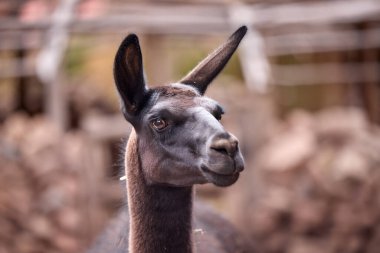 Lama, And kültürleri tarafından yüzyıllardır yük hayvanı ve yün olarak kullanılan evcil hayvanlardır. Camelid ailesine aitler. Cusco Peru