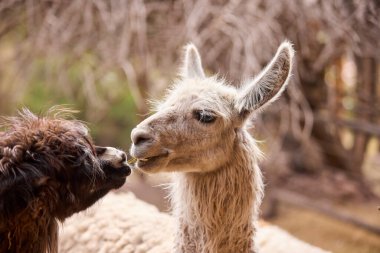 Lama, And kültürleri tarafından yüzyıllardır yük hayvanı ve yün olarak kullanılan evcil hayvanlardır. Camelid ailesine aitler. Cusco Peru