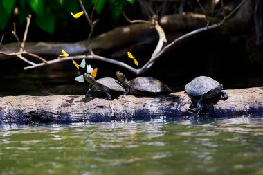 TARICAYAS TURTLES, belirgin pürüzsüz kabukları ve nazik varlığı ile, bir kütük üzerinde küme ve göl kenarı boyunca