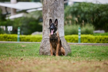 Belçika çoban köpeği ya da Chien de Berger Belge, Belçika 'nın orta büyüklükte bir çoban köpeği türüdür.