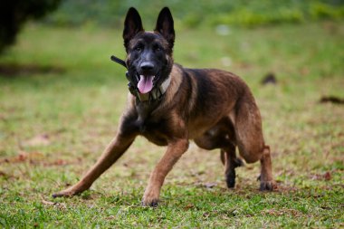 Belçika çoban köpeği ya da Chien de Berger Belge, Belçika 'nın orta büyüklükte bir çoban köpeği türüdür.