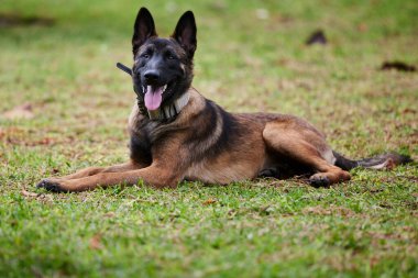 Belçika çoban köpeği ya da Chien de Berger Belge, Belçika 'nın orta büyüklükte bir çoban köpeği türüdür.
