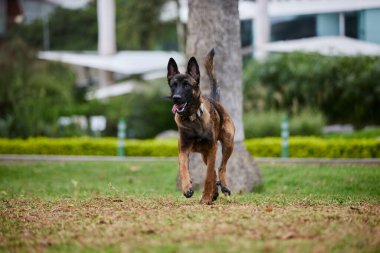 Belçika çoban köpeği ya da Chien de Berger Belge, Belçika 'nın orta büyüklükte bir çoban köpeği türüdür.