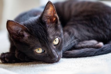 Bir evcil hayvan olarak, bir kara kedi hayatınıza neşe, arkadaşlık ve benzersiz bir kişilik getirebilir. Kara kediler iyi şans getirir.