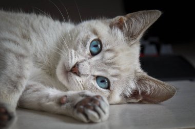 Bu sevimli kara kedi gizem, yaramazlık ve sonsuz kucaklaşmalarla dolu. Kedileri başka kim sever??