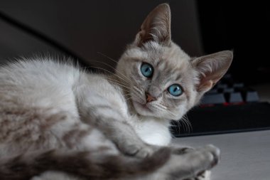 Bu sevimli kara kedi gizem, yaramazlık ve sonsuz kucaklaşmalarla dolu. Kedileri başka kim sever??