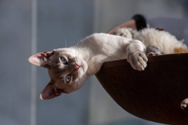 Bu sevimli kara kedi gizem, yaramazlık ve sonsuz kucaklaşmalarla dolu. Kedileri başka kim sever??