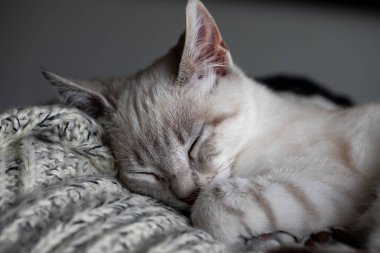 Bu sevimli kara kedi gizem, yaramazlık ve sonsuz kucaklaşmalarla dolu. Kedileri başka kim sever??