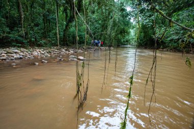 TAMBOPATA RAFTING Vahşi yaşam için fırsatlarla dolu bir yolculuk, ekosistem hakkında bilgi edinmek, ve kendinizi ormanın kalbine daldırmak.