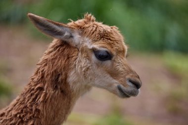 Genç bir vicua Peru And Dağları 'nın kalbinde özgürce dolaşır, bu dağların vahşi güzelliğini somutlaştırır.