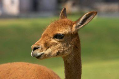 Genç bir vicua Peru And Dağları 'nın kalbinde özgürce dolaşır, bu dağların vahşi güzelliğini somutlaştırır.