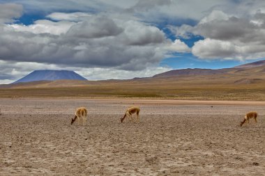 Misti Volcano, Peru 'nun güneyindeki Arequipa yakınlarında bulunan ikonik ve aktif bir stratovolcano. And Dağları 'nın en önemli volkanlarından biridir ve neredeyse simetrik ve konik şekliyle bilinir..