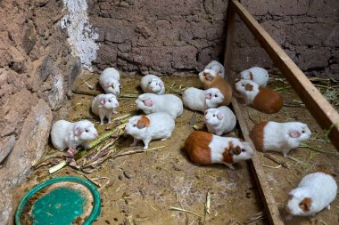 Peru Andes-Cusco Peru 'da geleneksel Gine Domuz Çiftliği