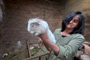Peru Andes-Cusco Peru 'da geleneksel Gine Domuz Çiftliği