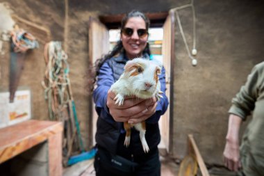 Peru Andes-Cusco Peru 'da geleneksel Gine Domuz Çiftliği