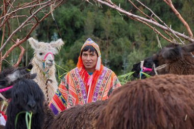 Peru And Dağları 'nda Lama' lı Yerli Keçuva Adam