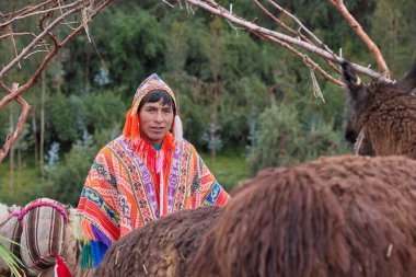 Peru And Dağları 'nda Lama' lı Yerli Keçuva Adam